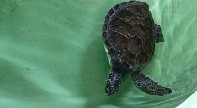 Hayalet ağ ve misina, iki deniz kaplumbağasının yüzgecini kopardı